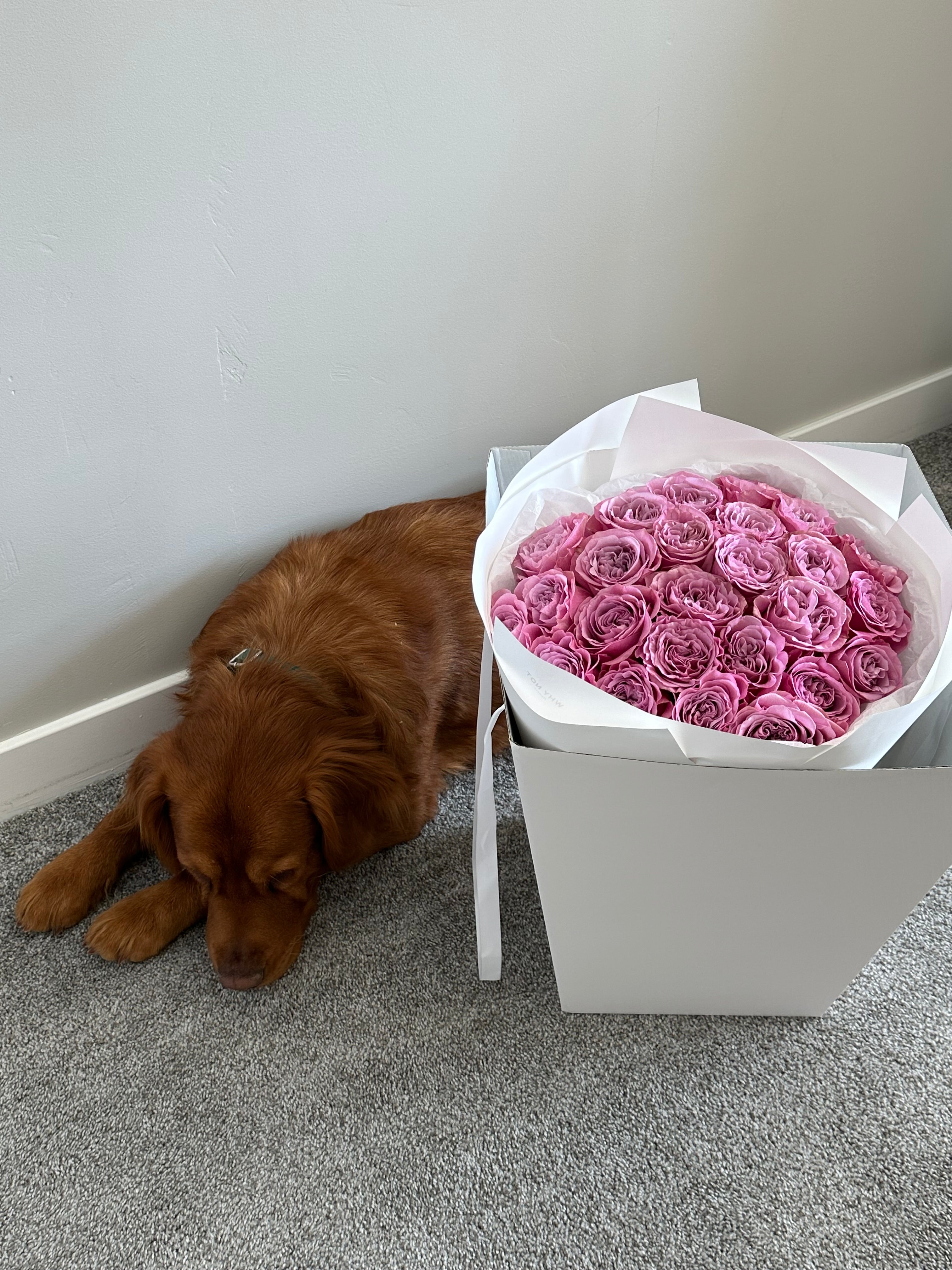 25 Dusty Lilac Roses/Premium