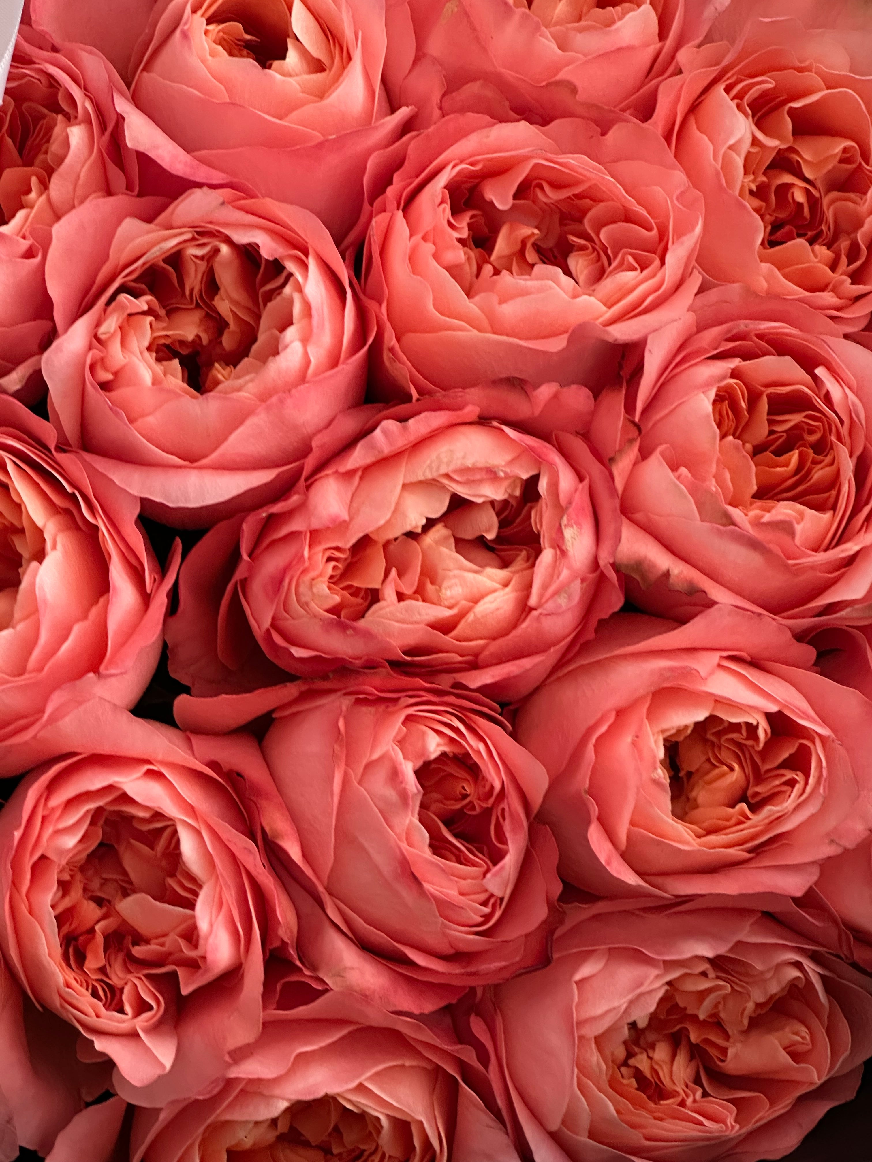 25 Pink Garden Roses/Premium