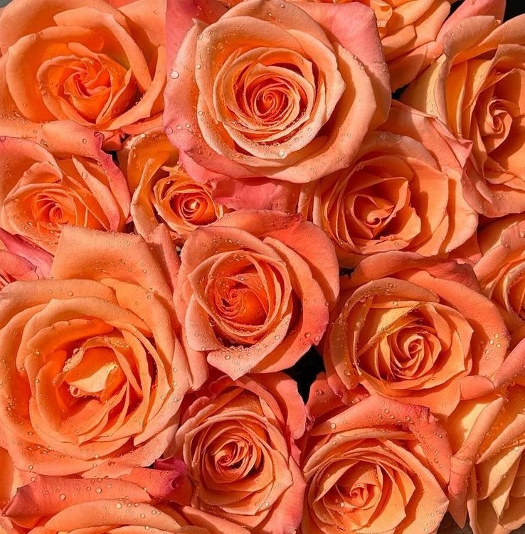 Orange/Yellow Roses