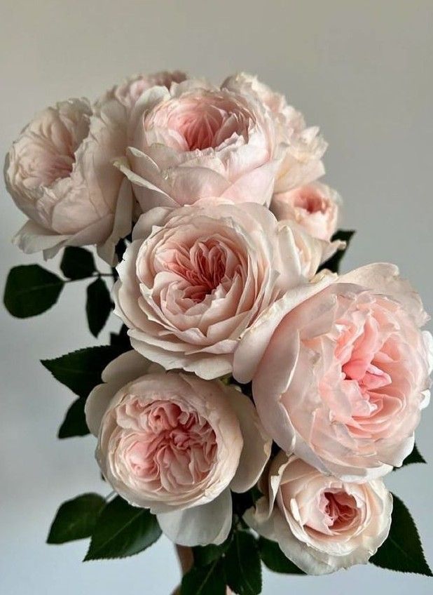 Garden Roses