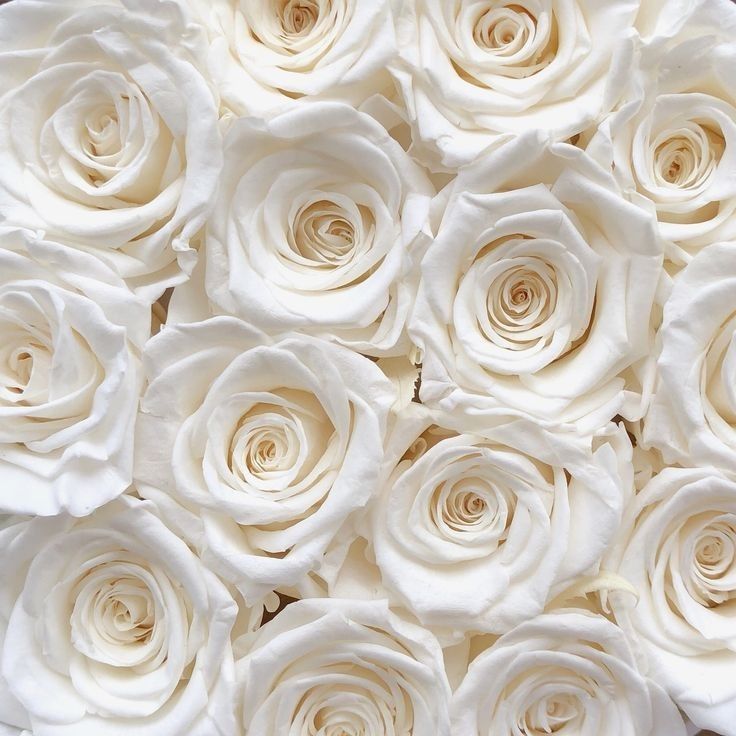 White Roses