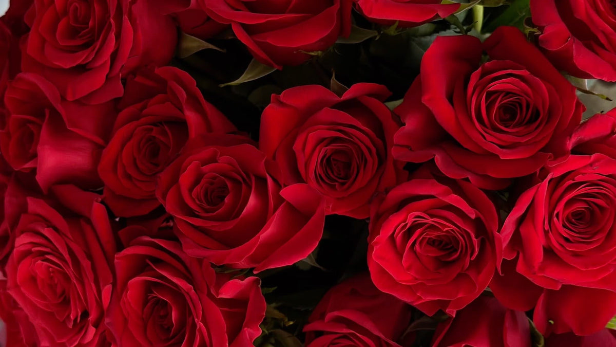 Red Roses