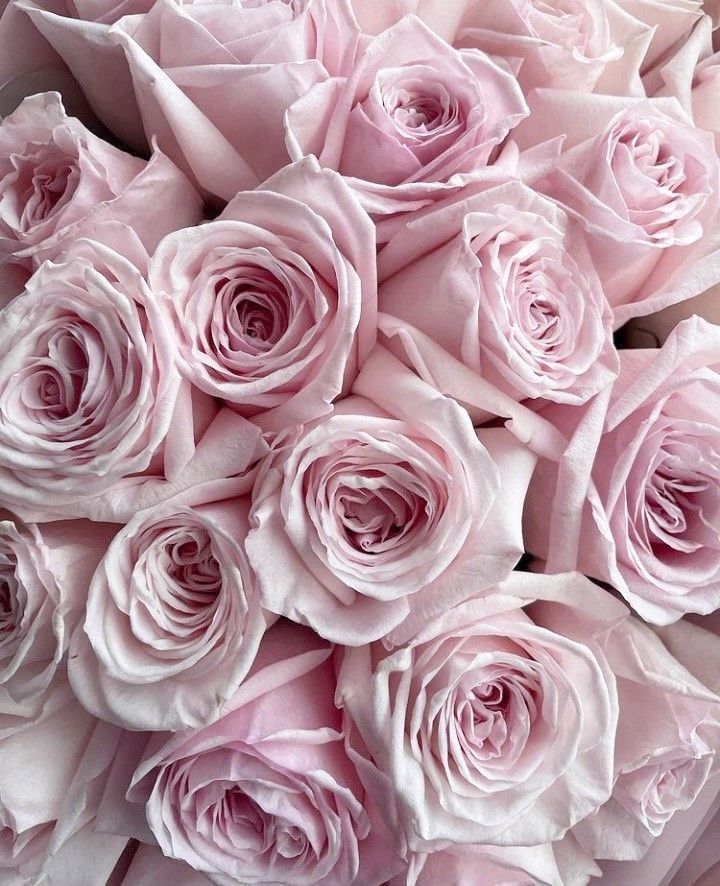 Pink Roses