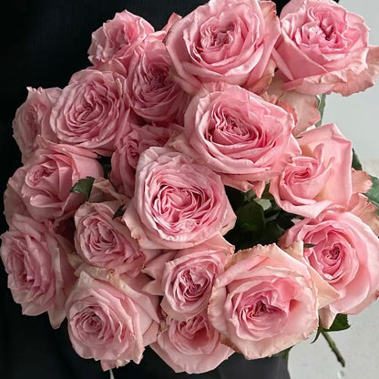 Pink Roses O’Hara Premium (Garden)