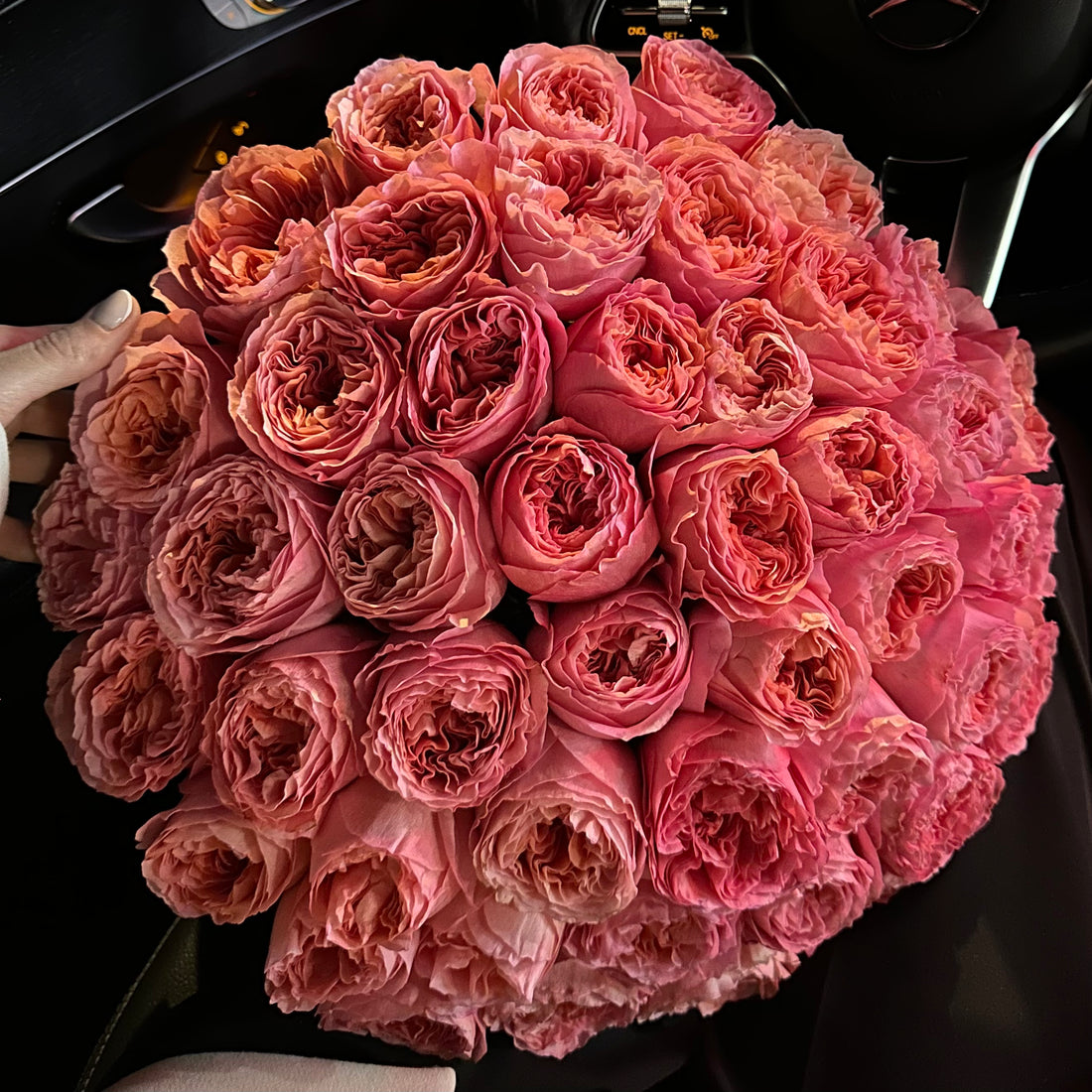 50 Pink Garden Roses/PREMIUM
