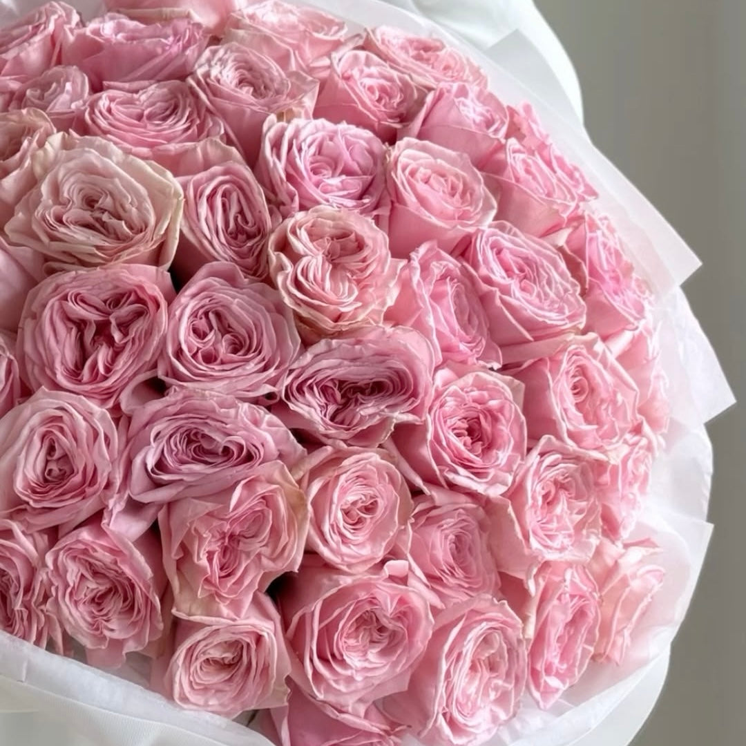 Pink Roses O’Hara Premium (Garden)