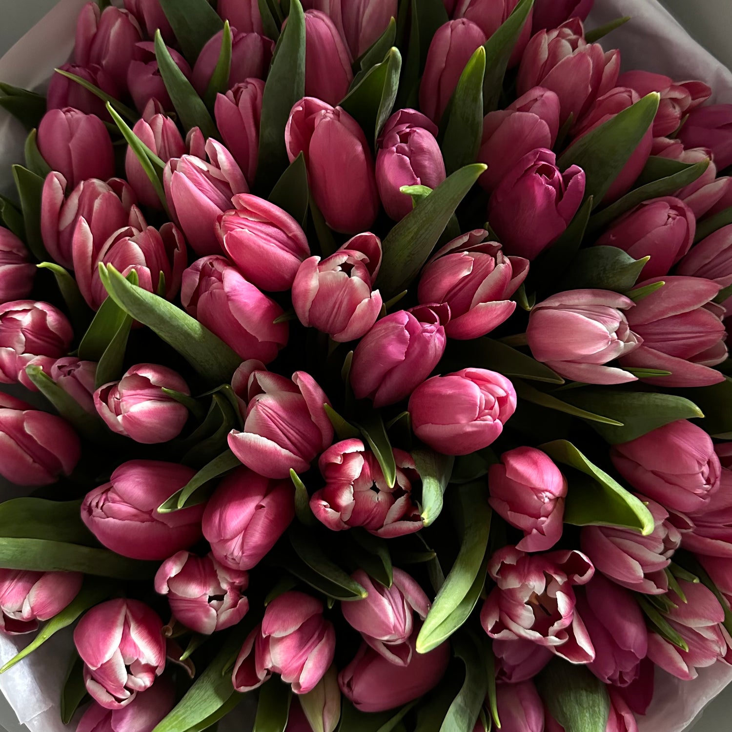 60 Tulips