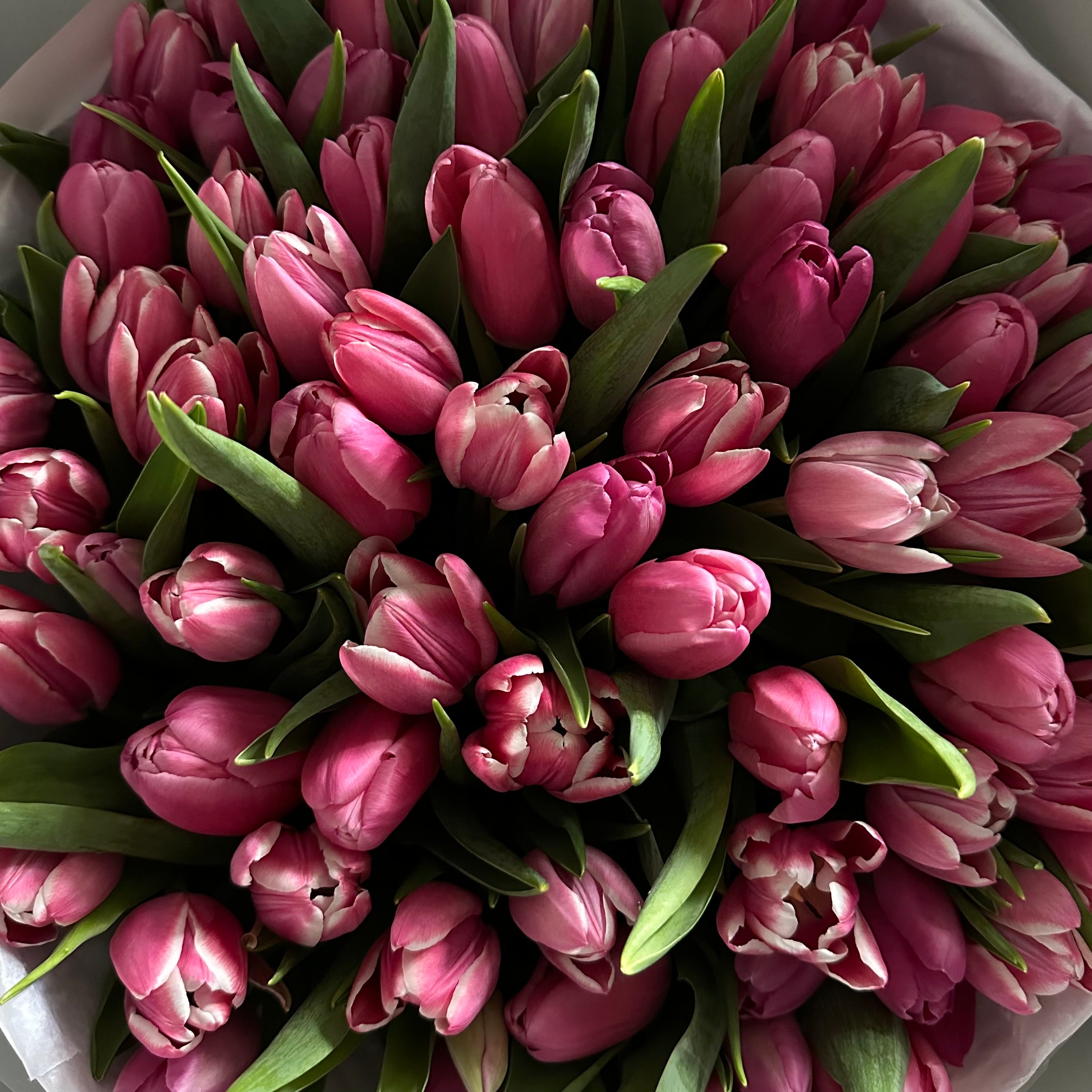 60 Tulips