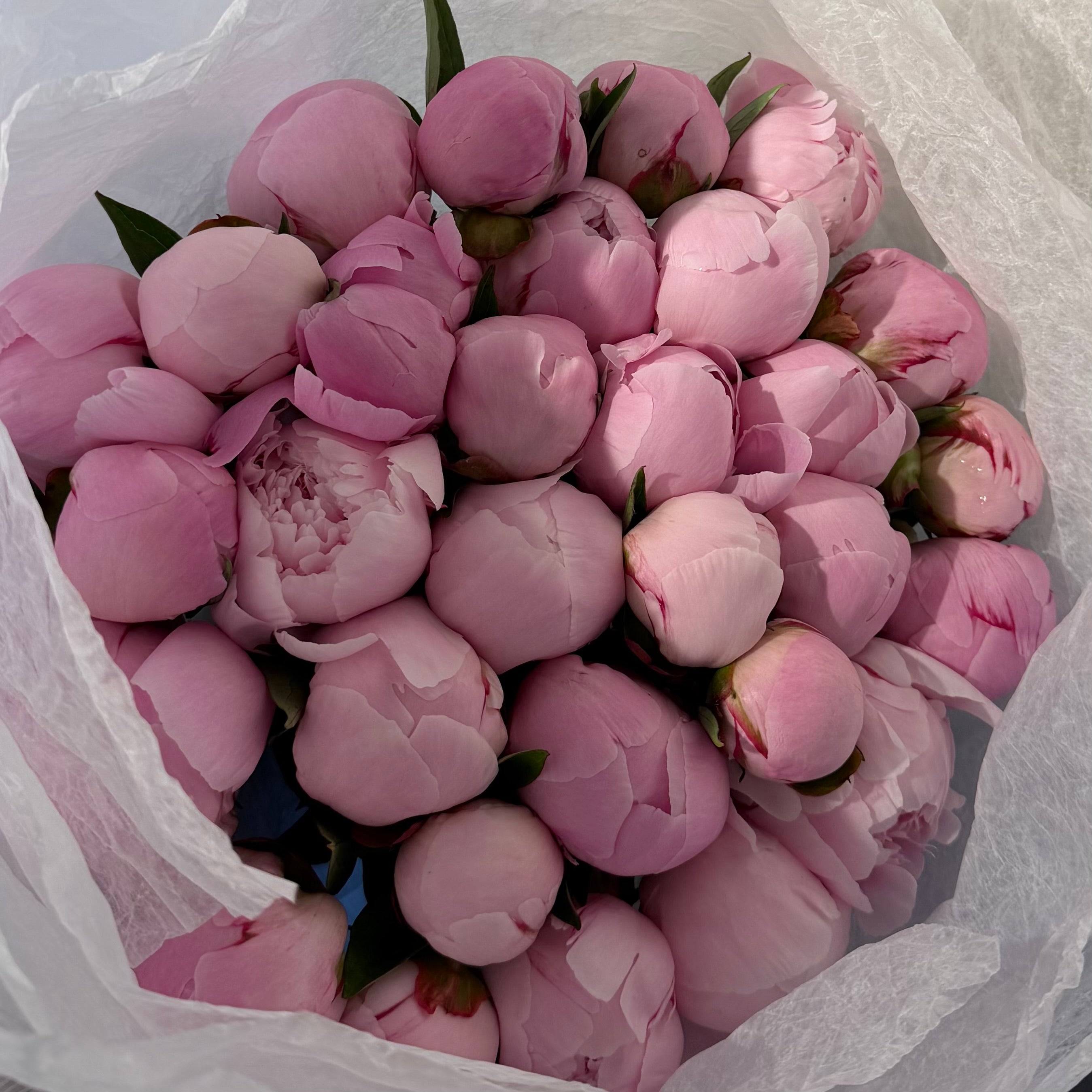 30 Peonies - Seasonal