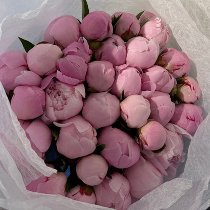 30 Peonies - Seasonal