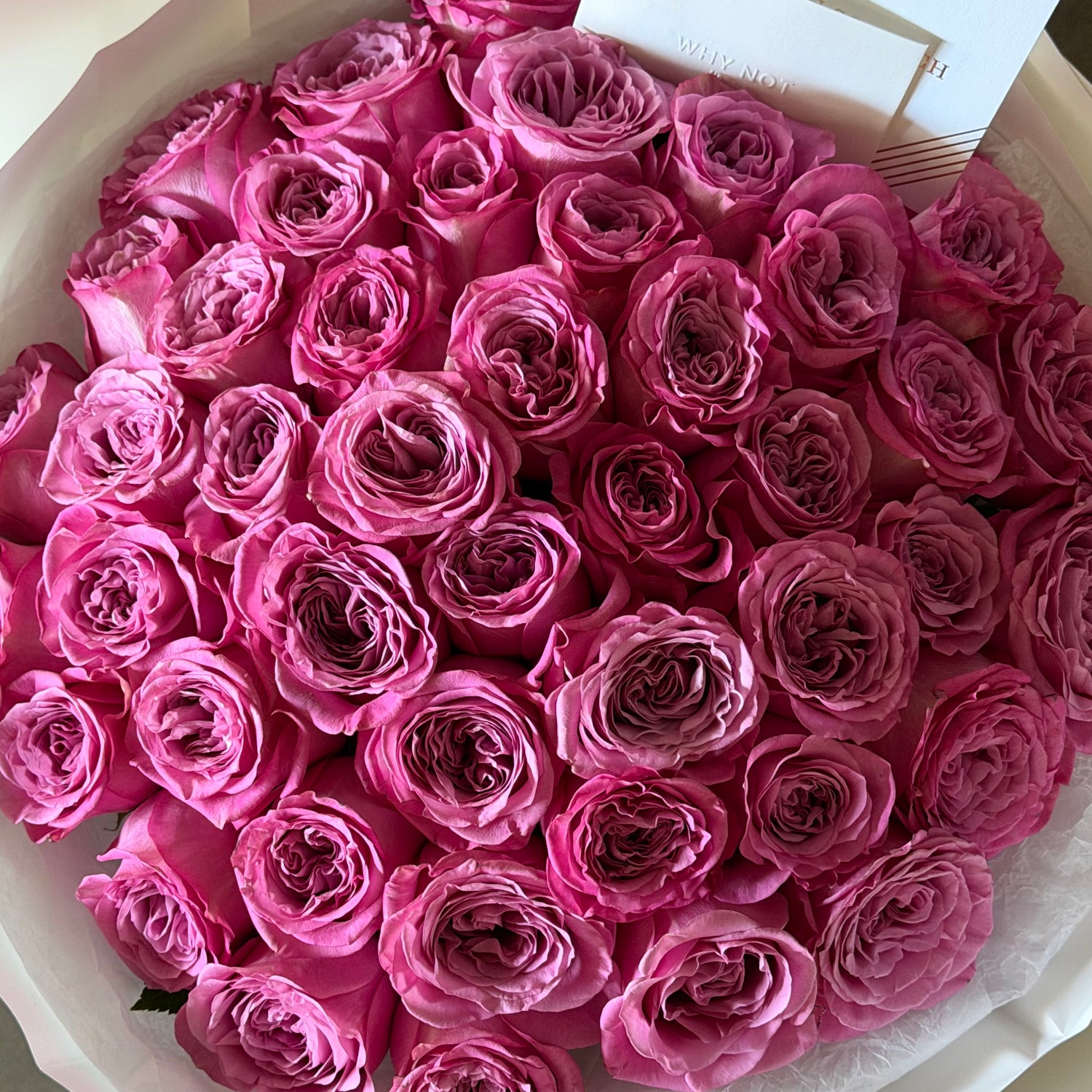 50 Purple Roses. Garden