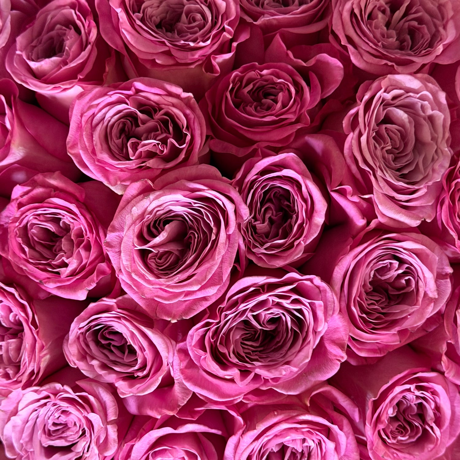 50 Purple Roses. Garden