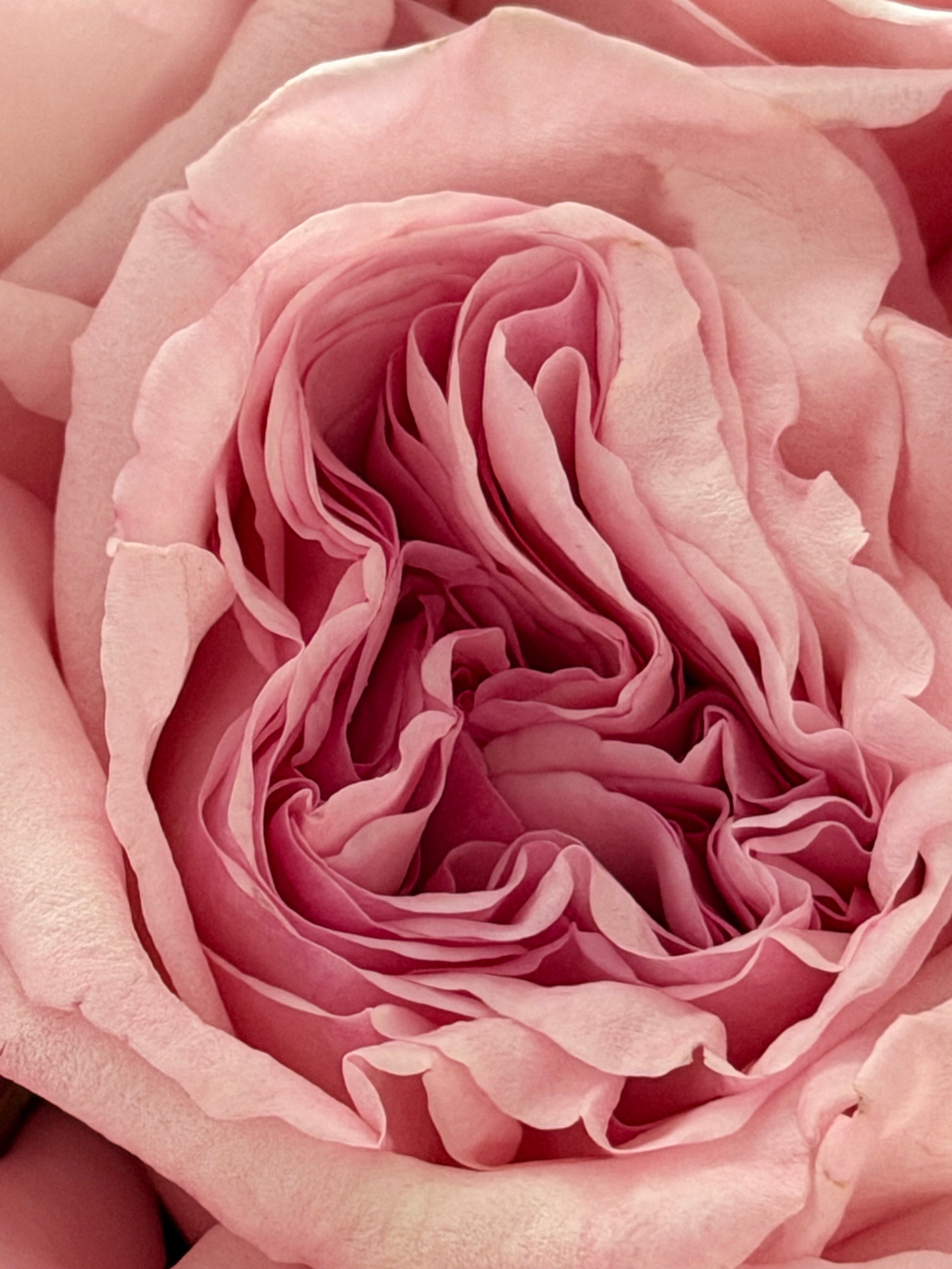 25 Pink O’Hara Premium