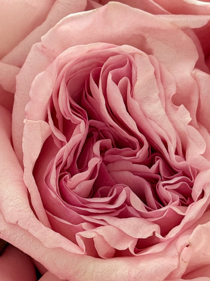 25 Pink O’Hara Premium