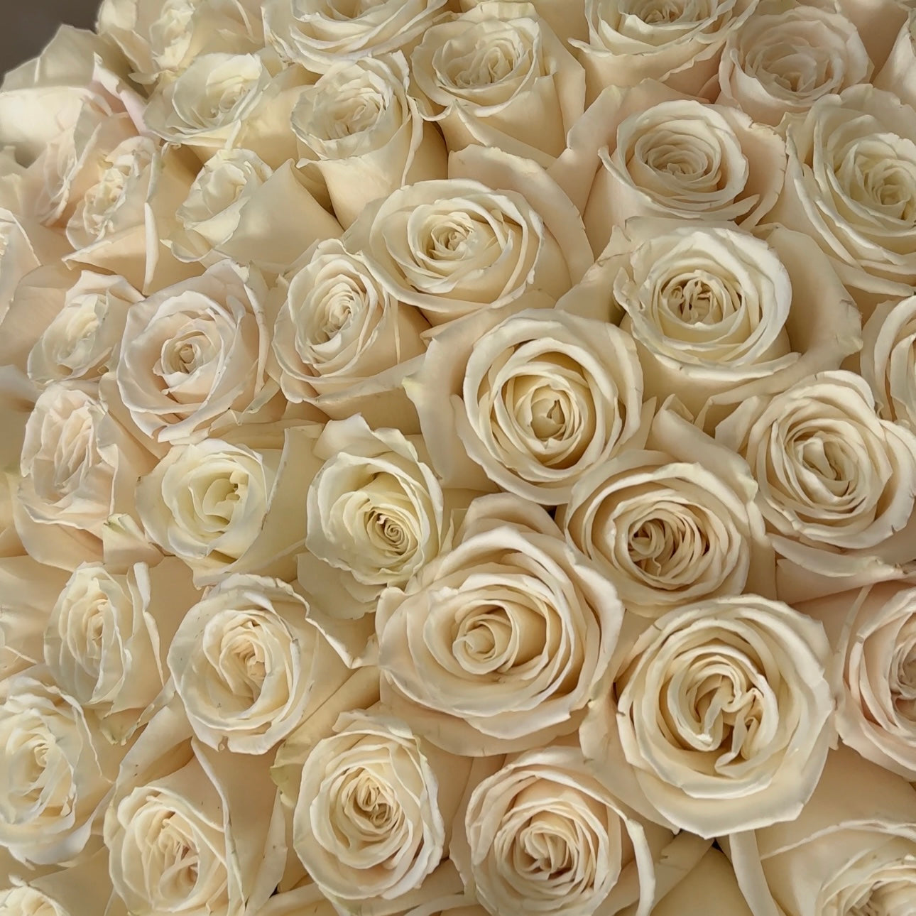 100 Premium White Roses Playa Blanca