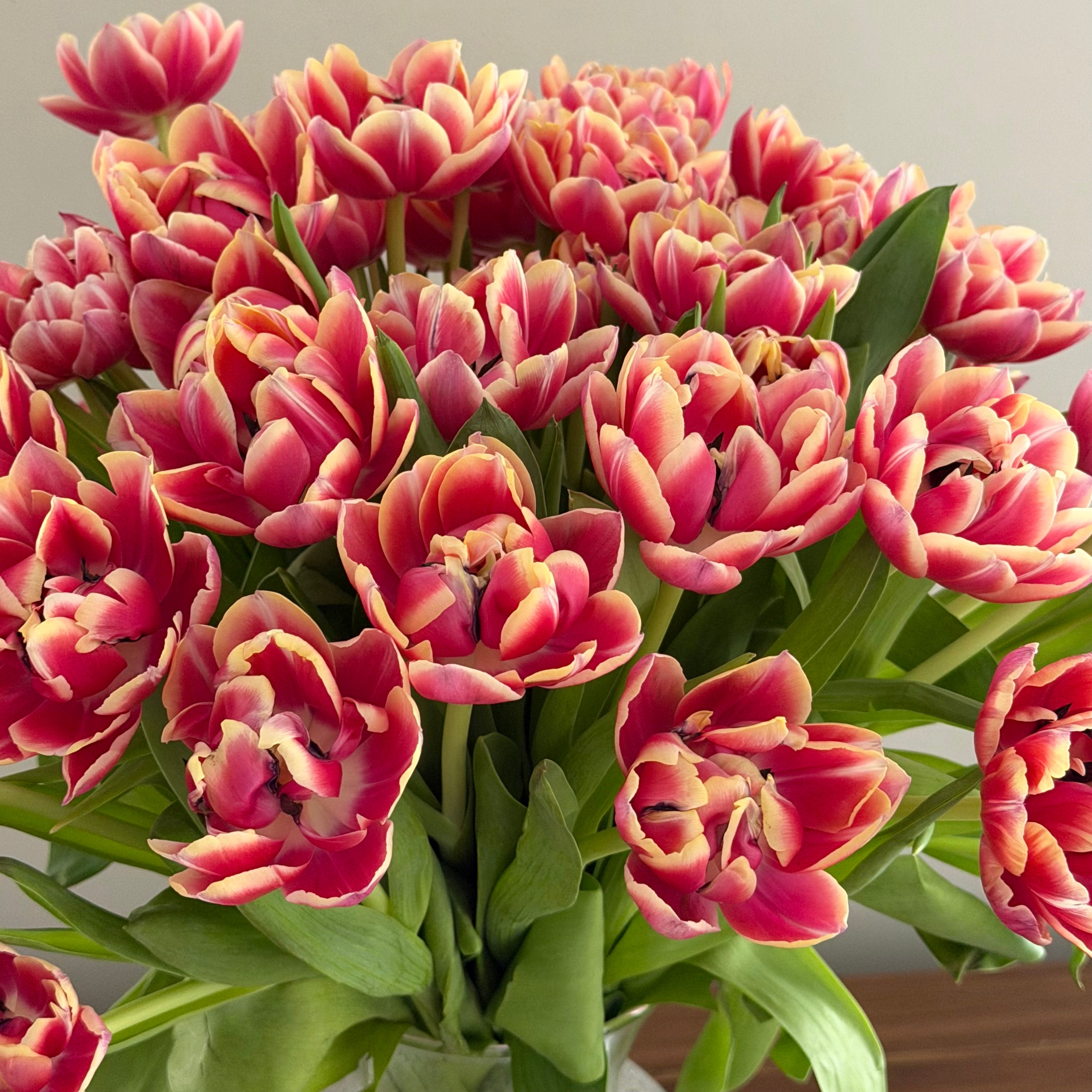 60 Tulips