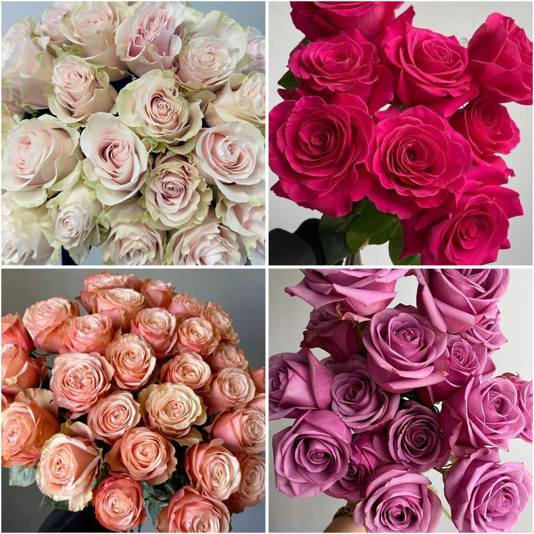 25 Fresh Roses. Florist’s Choice